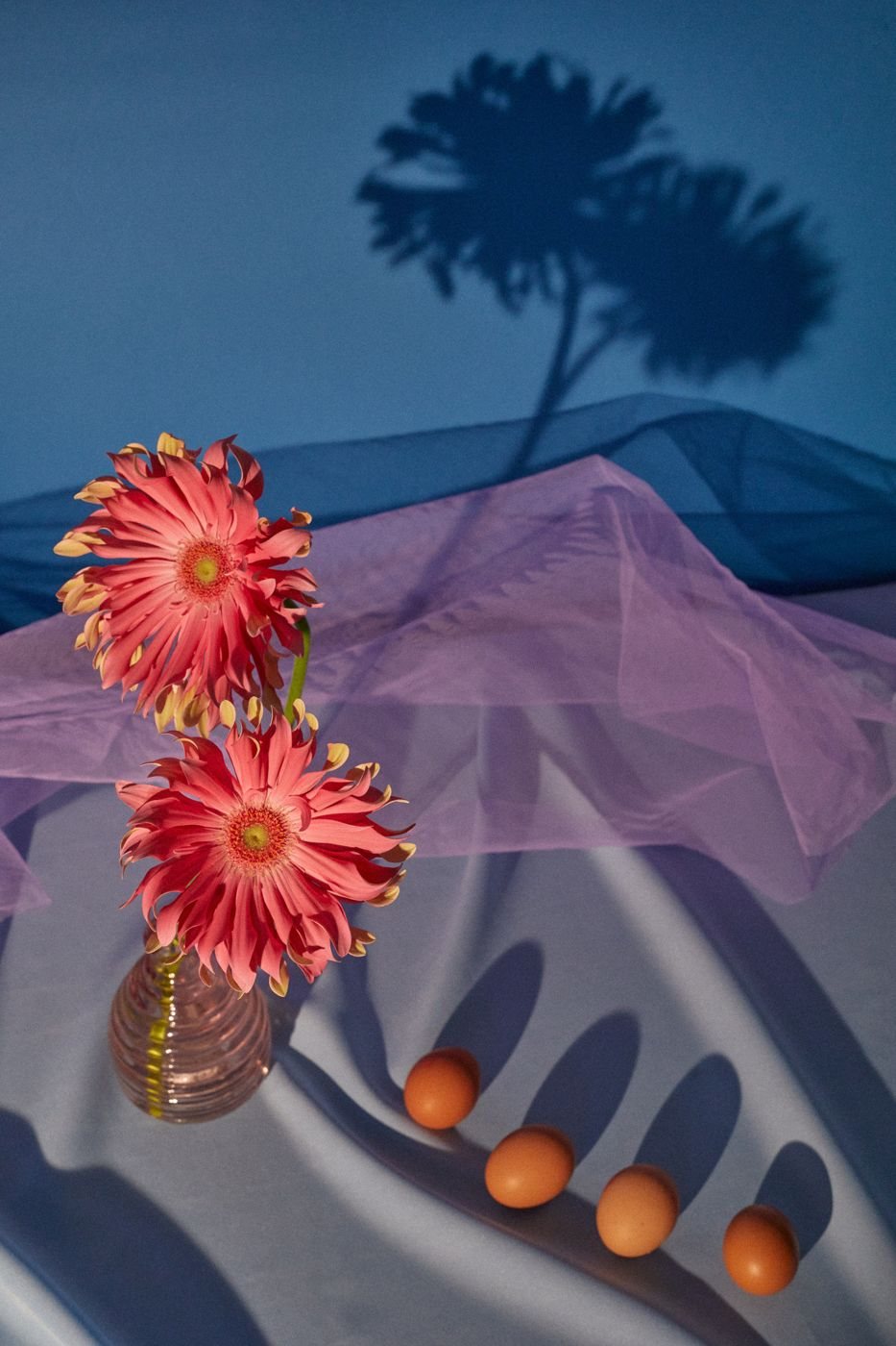 Still life of coral gerbera daisies in a glass vase against a blue backdrop